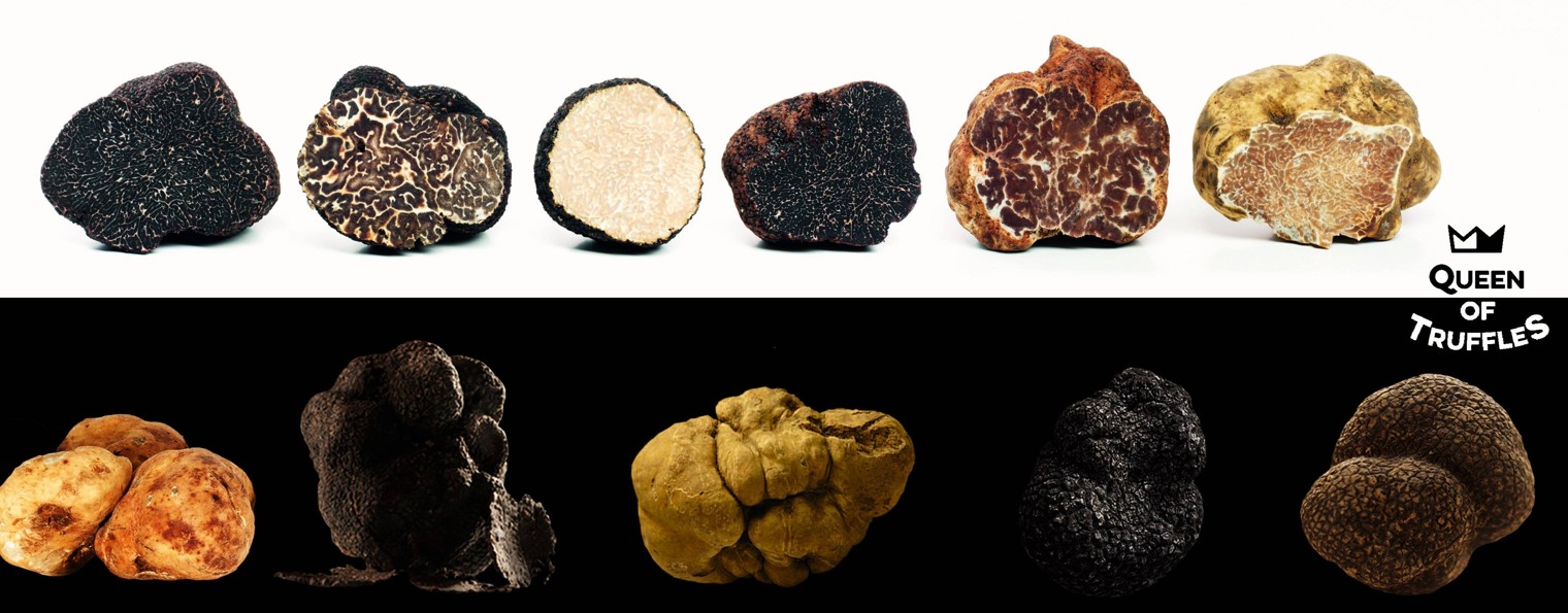 Queen of Truffles