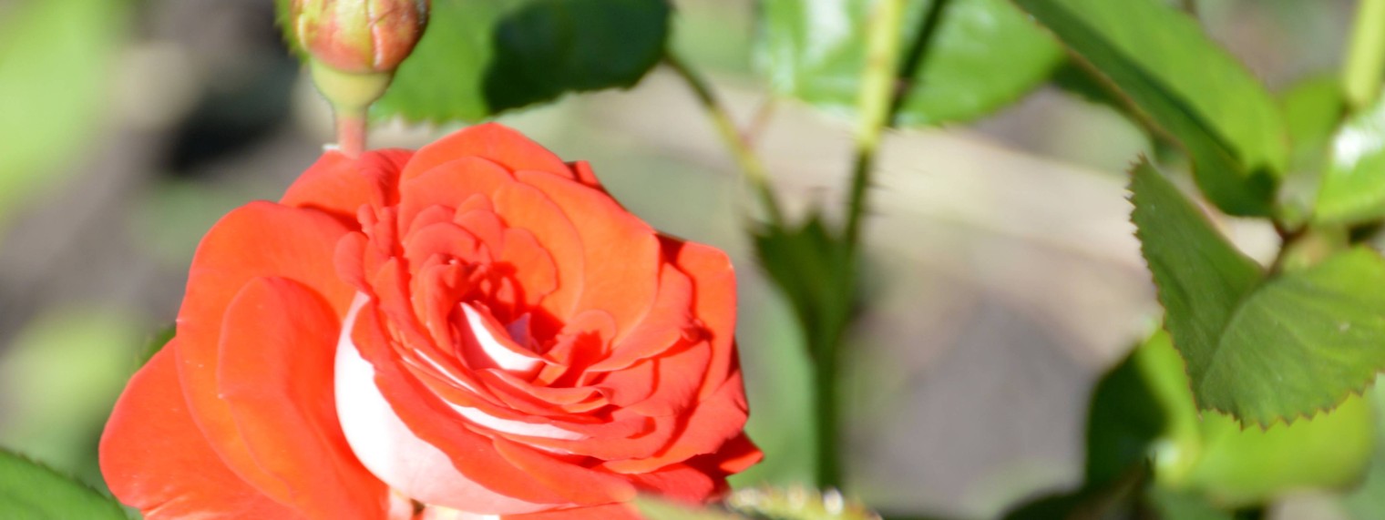 Наталья-Птичье-Царство