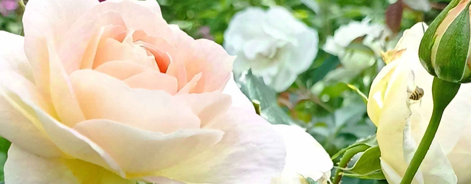 Цветочный Мотив