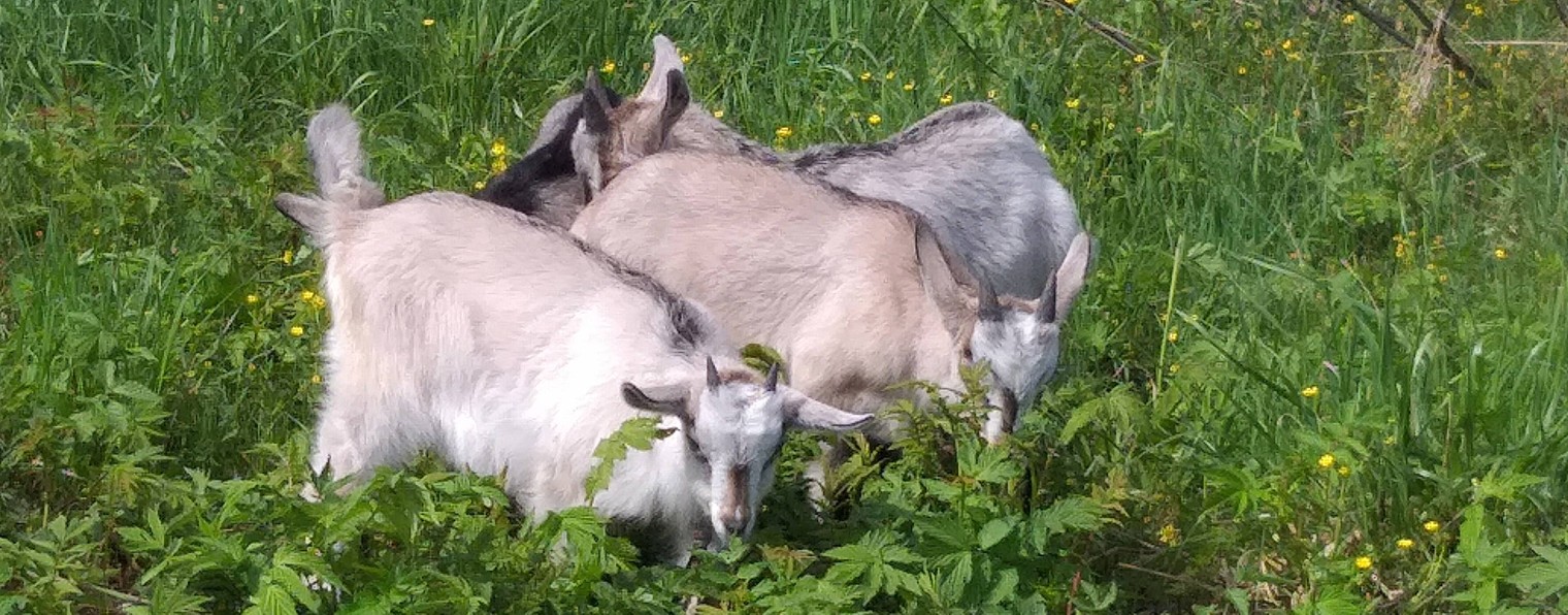 channel24675981    Жизнь прекрасна в деревне. http