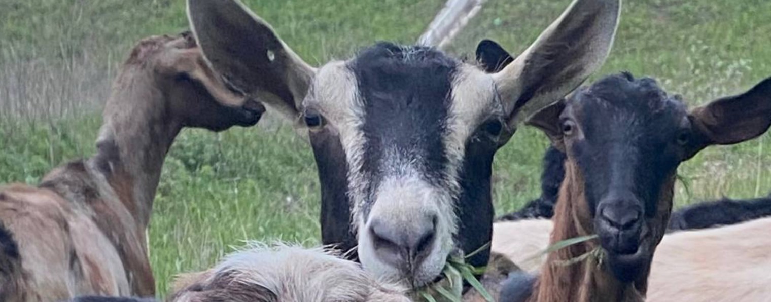ПАВЕЛ НЕМОЛЯЕВ  Саратов