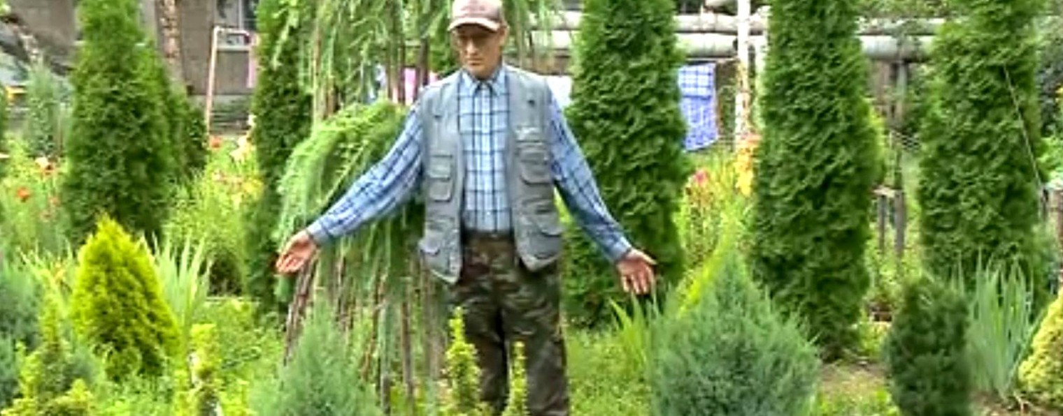 Хвойный ликбез