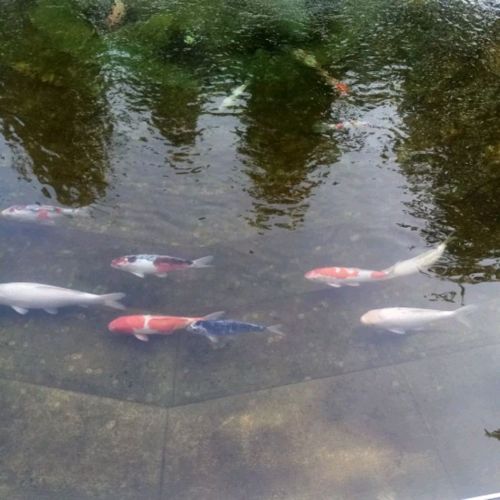 Инна и Вика Live