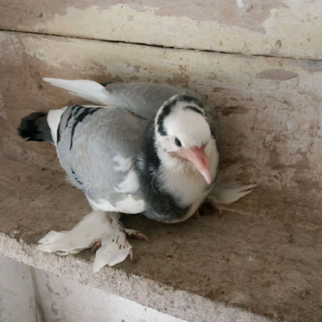 Ленинаканские голуби.Андрея гуляева.