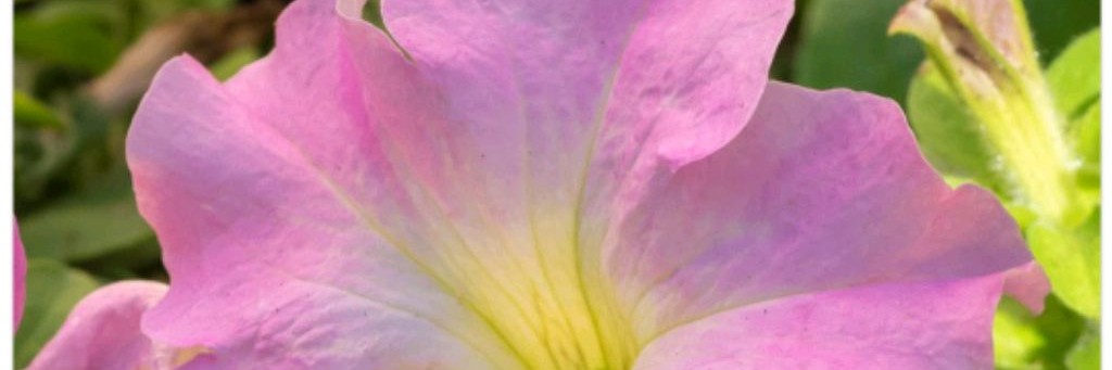 Цветочная теплица