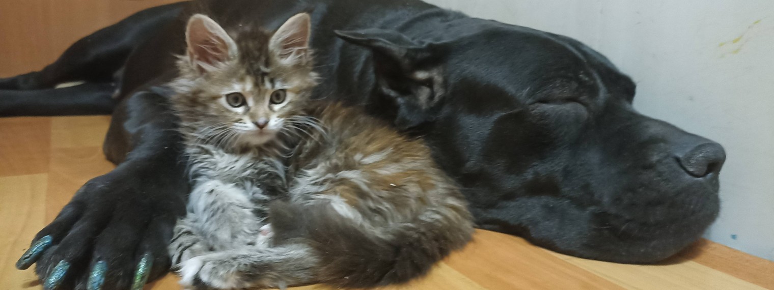 Константин Головин