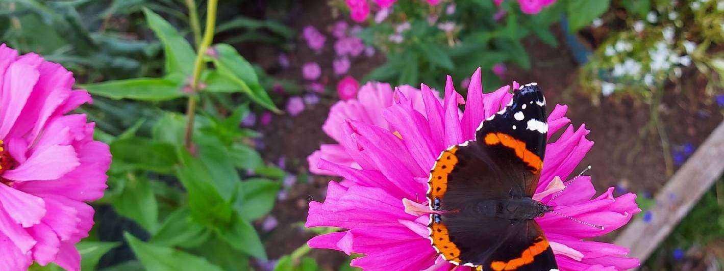 В оГороде жизни