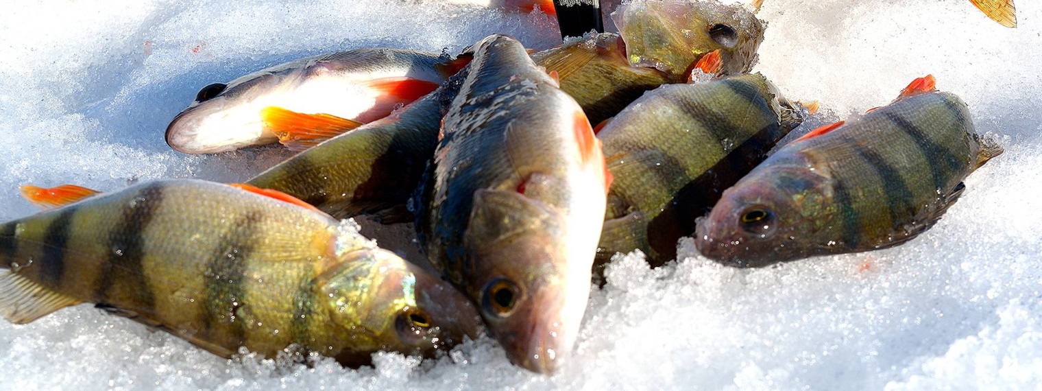 Рыбалка с Artuda