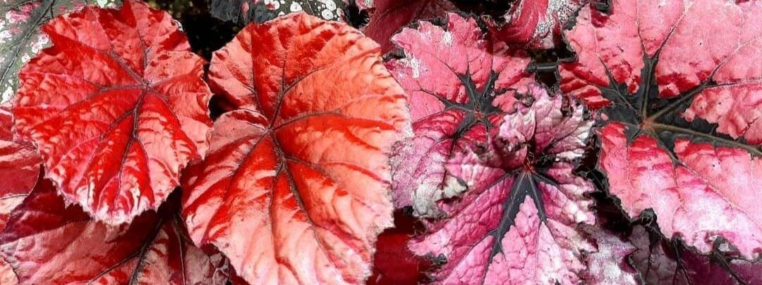 Цветы с Любовью