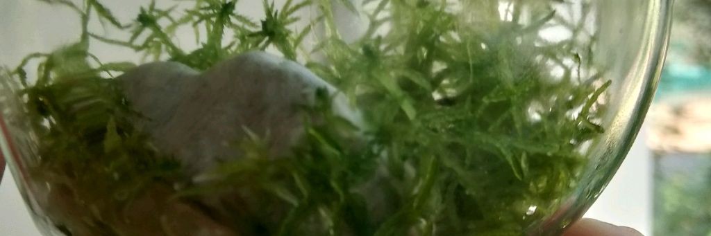 Флорариум, плантариум, мохариум