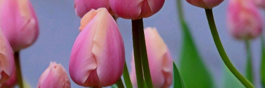 Ирина Негина m_kapitoshka