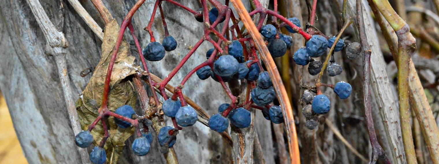 город Галич (Костромская область)