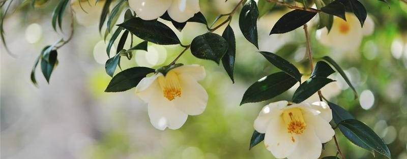 Мария Бородина*