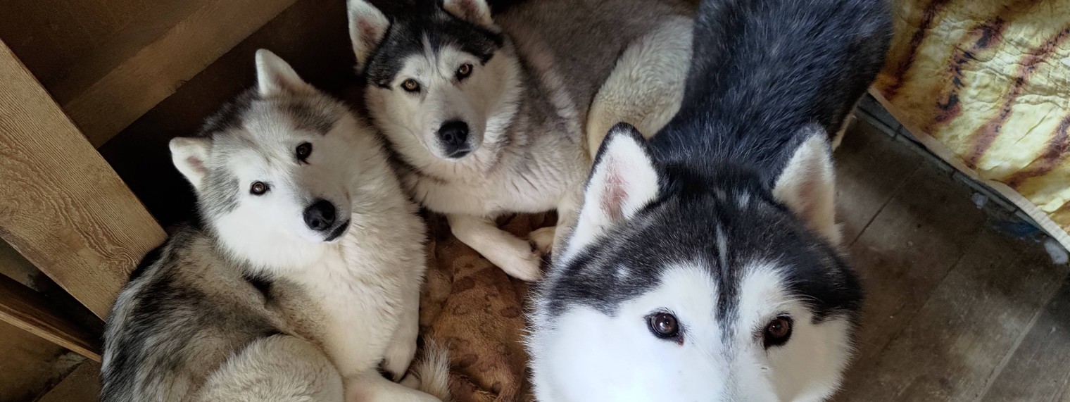 Павел Баранцев Жизнь с 10 Хаски