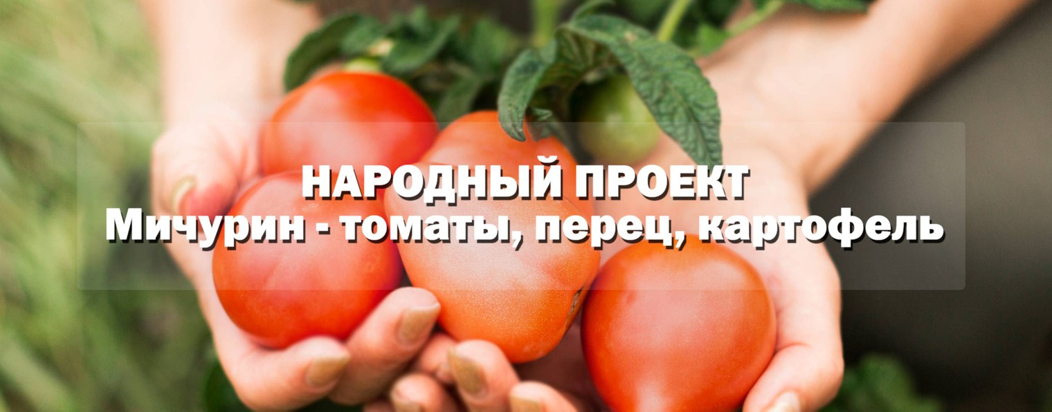 Мичурин - томаты, картофель, перец