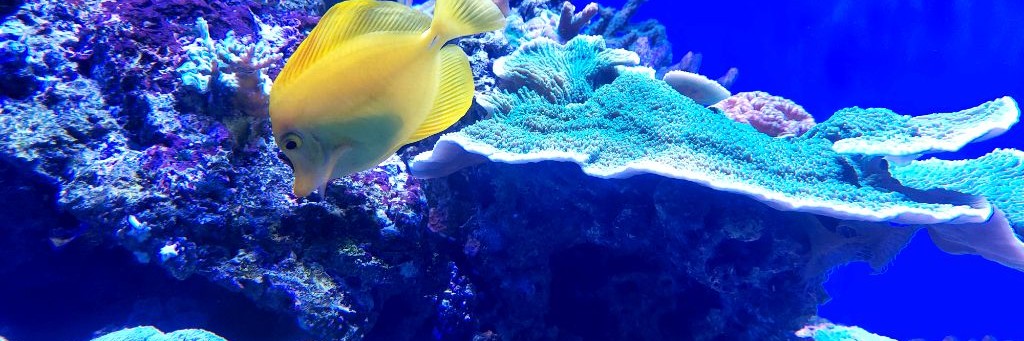 Сергей Горбунов