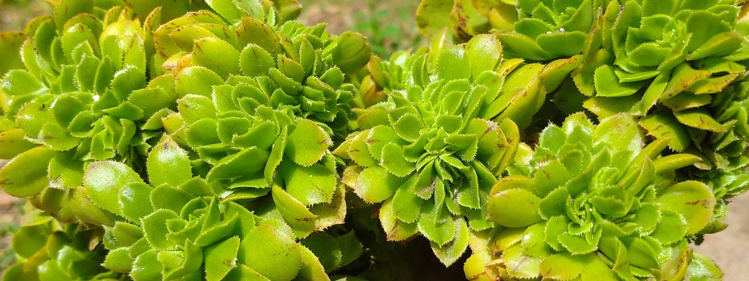 Эониумы Татьяны