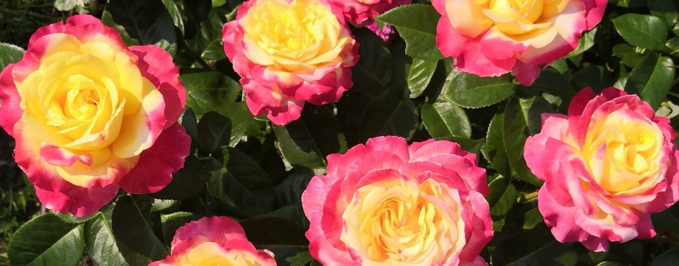 Розы у Елены на Урале