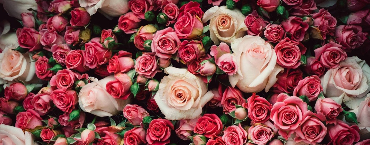 Любимые розы Анны