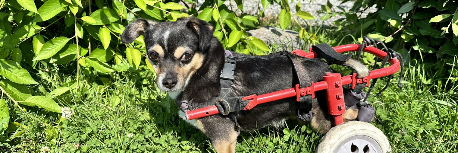 Инна и Аслан- Помощь животным