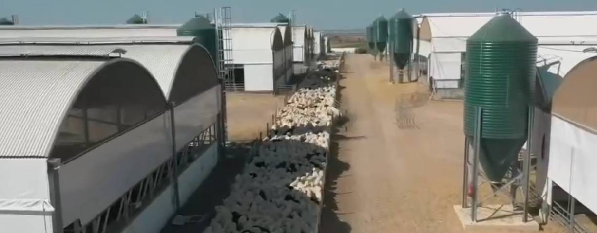 Шипмастер-оборудование для овец и коз.