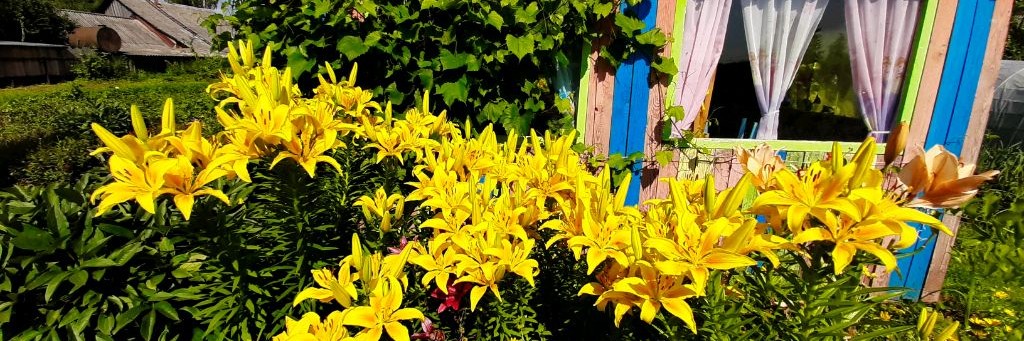 огород без правил