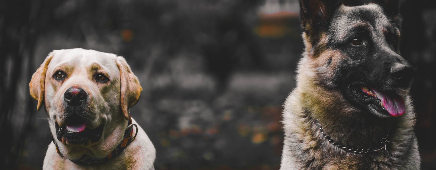 РШПСП ВОС | Купавна