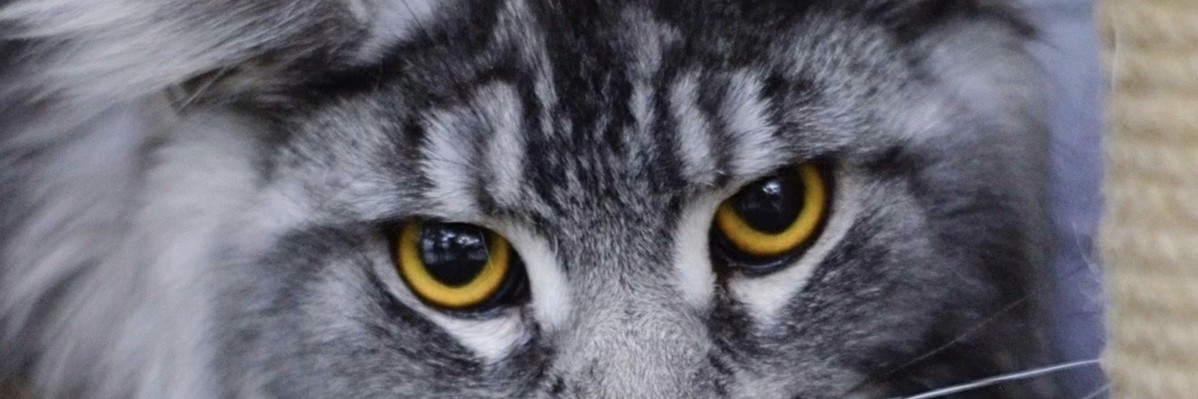 rutube_account_20900495