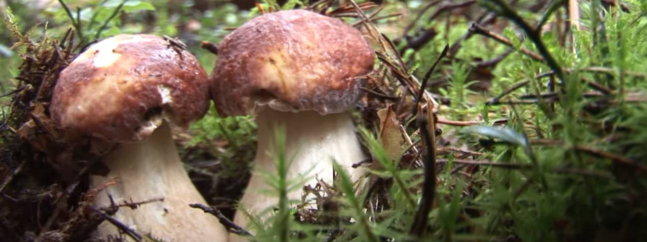 Егор Архиппов