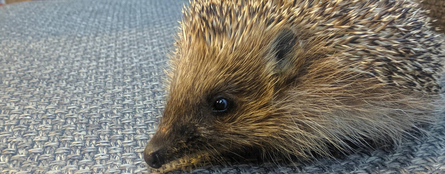 Фенечка Павловна