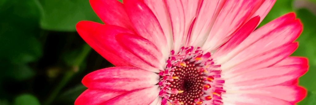 Цветочные сюжеты