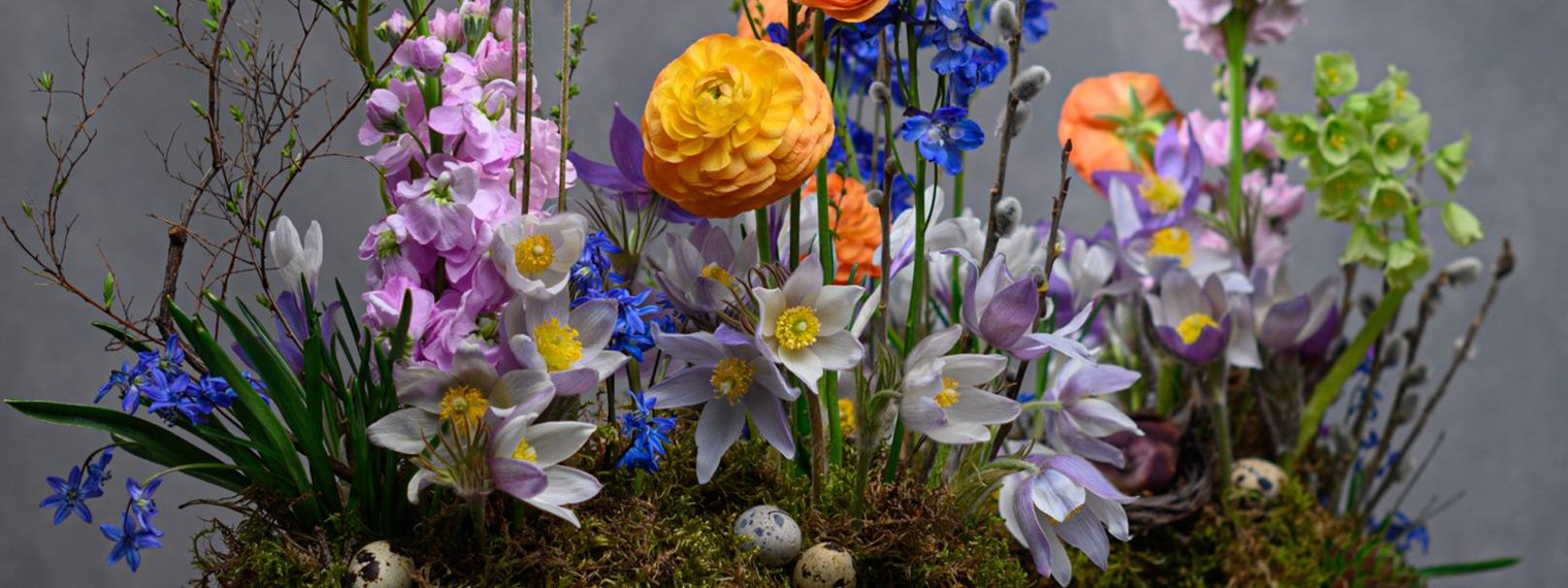 Комнатные растения Казань Maxgreenhome