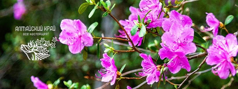 Visit Altai | ТИЦ Алтайского края