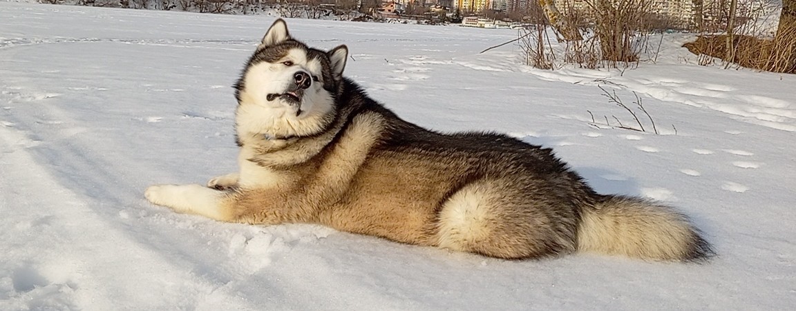 Nordic Heart - самый няшный маламут 🐺💖🥰🐾❄️