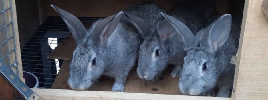 Хозяйство Владимира кролики и куры