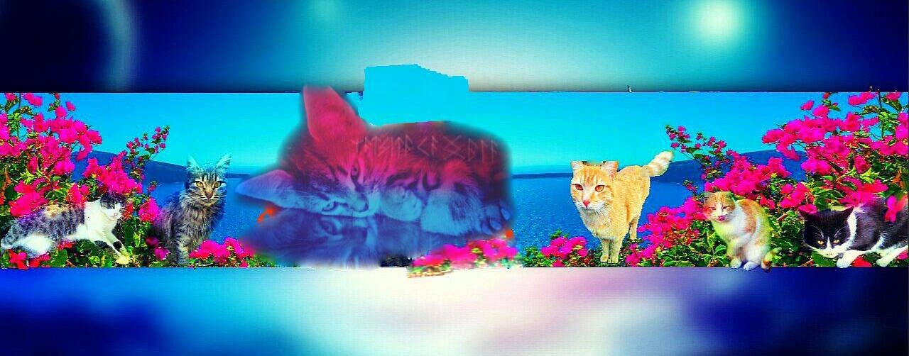 Бездомные котики помощь меньшим нашим.  Брошки 🐈