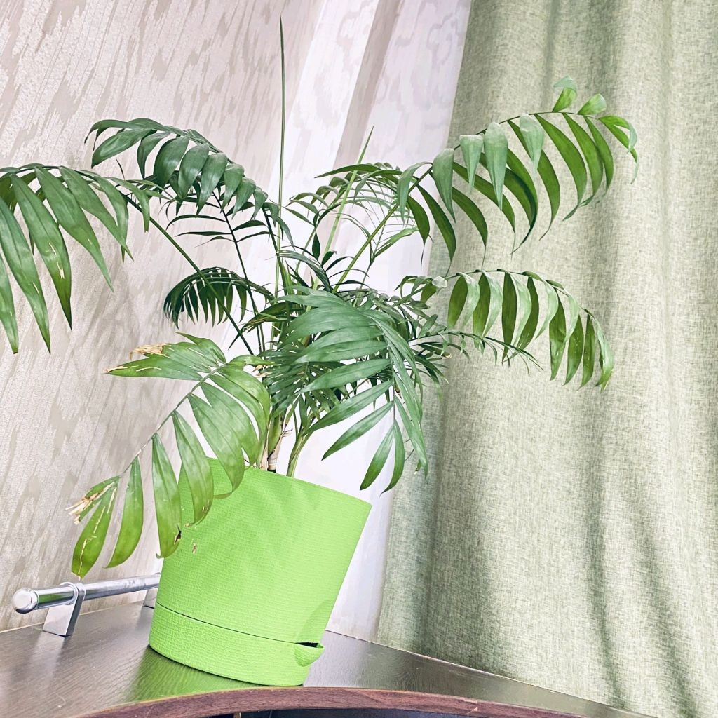 Светлана Цветы орхидеи и животне