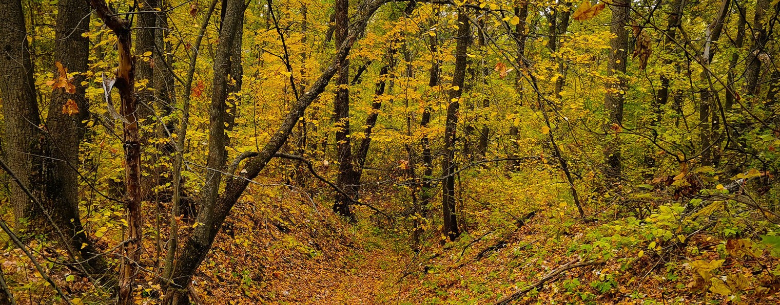 Фотоловушка В Лесу / Лесной Эфир