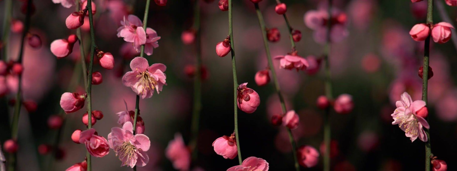 Все в сад.Дела огородные.