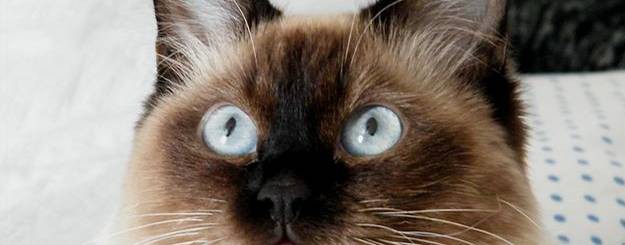 Житель города