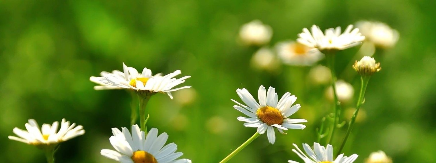 Родные сотки