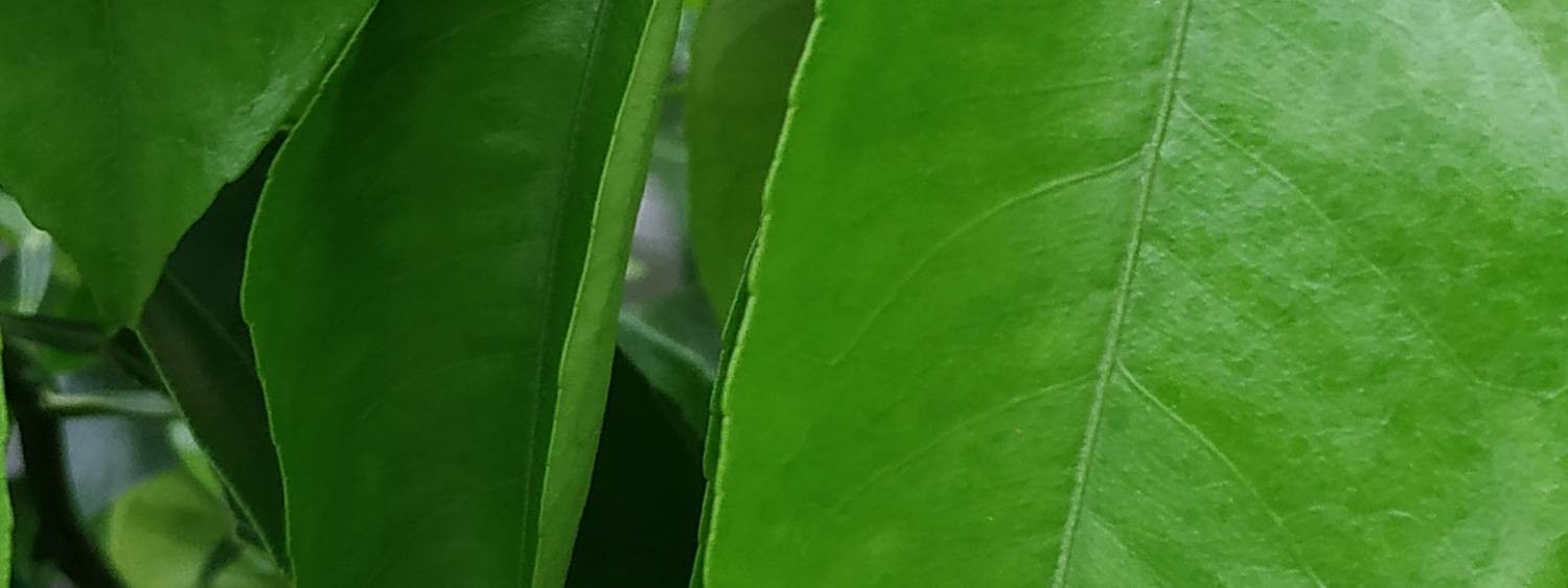 Вера. Ленинградская область