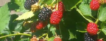 Вахромеев Николай