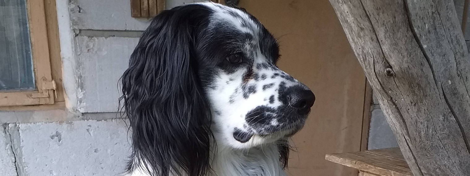 Умка и компания