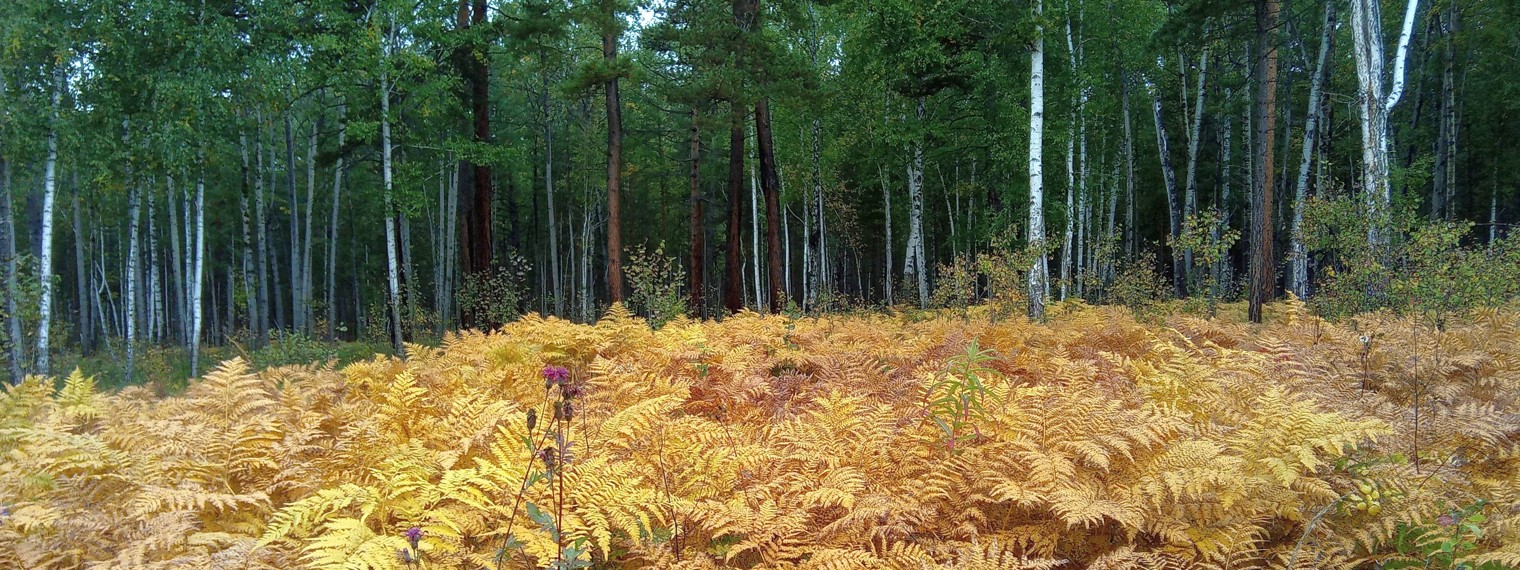 Перпетуум Мобиле
