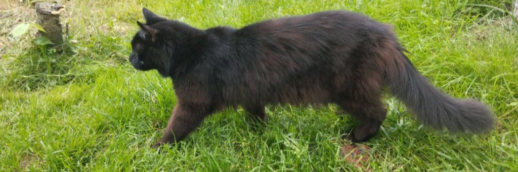 Ришат татарский