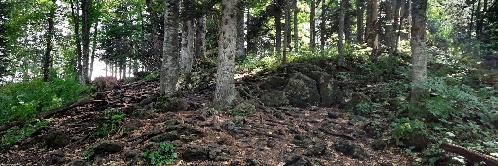 Тревожный Павлик