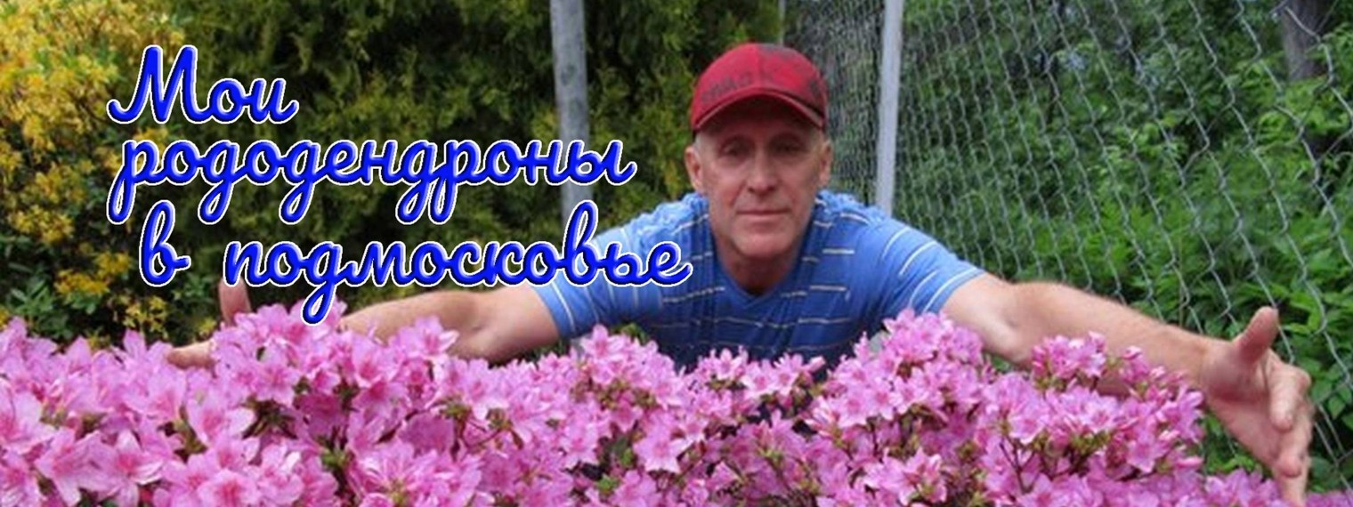 Рододендроны и гортензии  в Подмосковье.