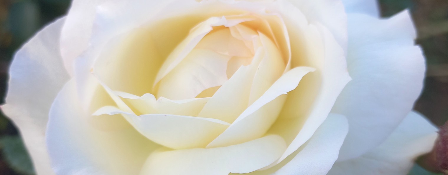 Цветущие розы Алены