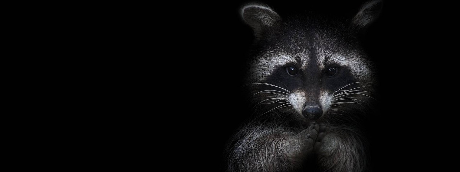 Raccoon